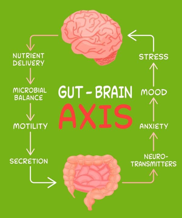 Green infographic of Gut-Brain Axis showing the bidirectional link between brain and intestines including stress, mood, anxiety, and microbial balance.