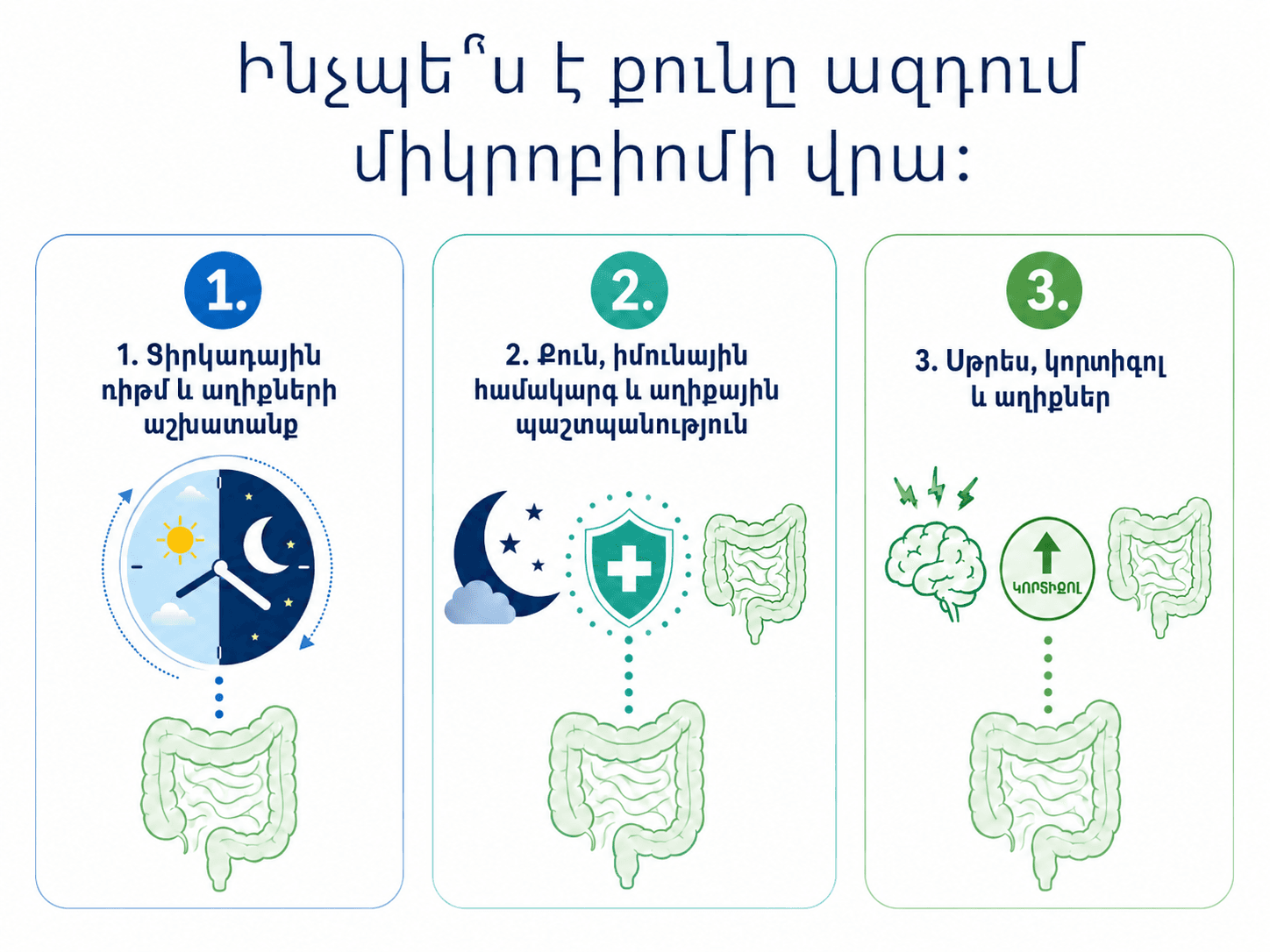 Քնի ազդեցությունը միկրոբիոմի վրա ներկայացնող ինֆոգրաֆիկա՝ ցիրկադային ռիթմի, իմունային համակարգի և սթրես-կորտիզոլ-աղիքներ կապի երեք հիմնական ուղղություններով։