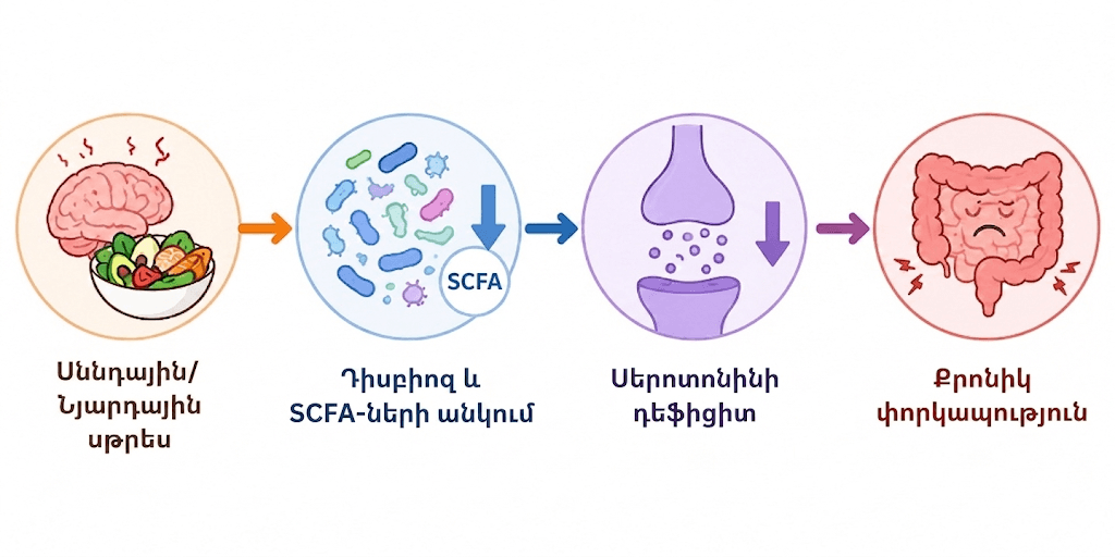 Փորկապության և միկրոբիոմի կապի սխեմա I Microbiome Armenia