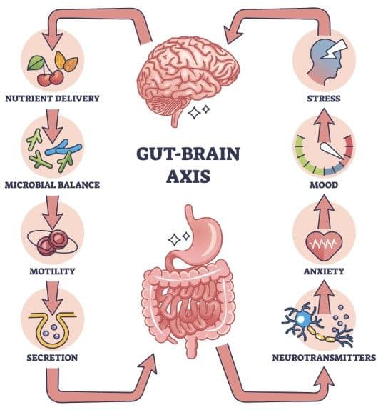 Scientific infographic illustrating the Gut-Brain Axis connection with circular diagrams showing Nutrient Delivery, Microbial Balance, Motility, Secretion, Stress, Mood, Anxiety, and Neurotransmitters, with a human brain and digestive system center.